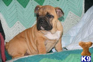 English Bulldog Puppies for Sale